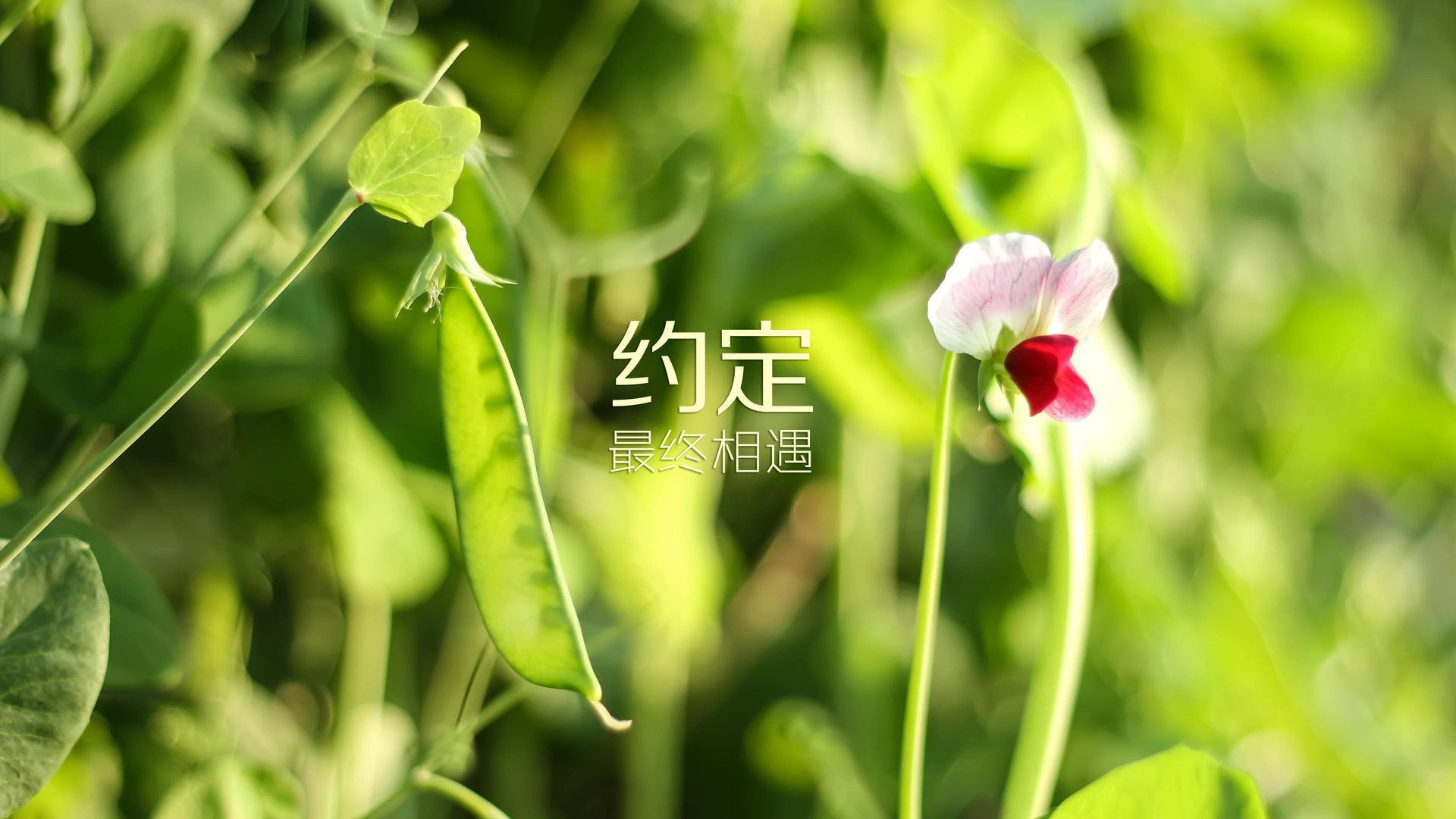 未来智慧足球场馆实现“全场景”智能控制，提升使用体验，足球智能云科技