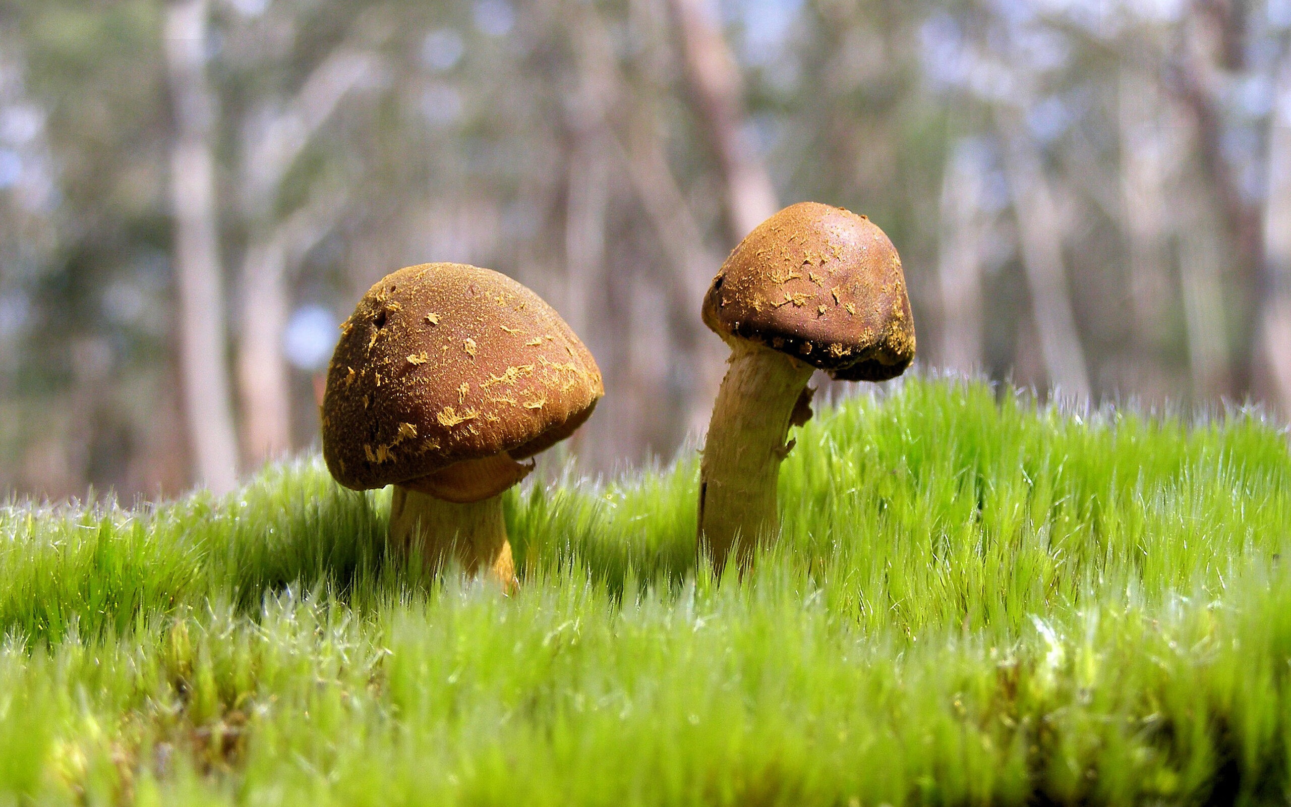 历史时刻：五大联赛冠军夺冠的最难忘瞬间，五大联赛都夺冠的球员