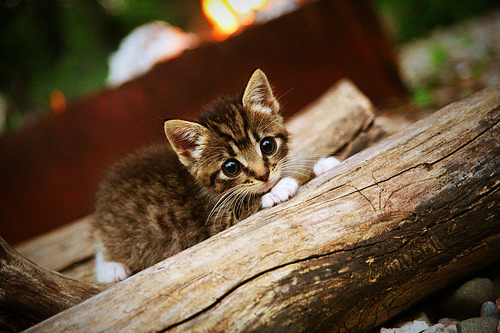 现场直击：赛场中的感人瞬间与球迷热情，足球赛场上的感人瞬间