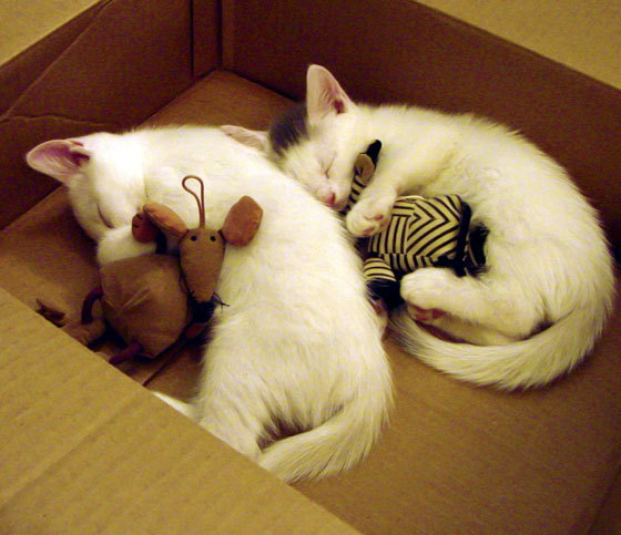 篮球运动员技能动作动作标准制定研究，篮球运动员基本功