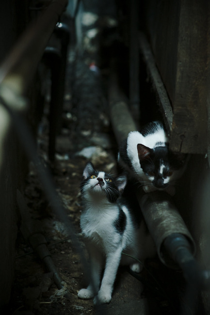 中超国足逆袭亚冠联赛 球迷信心恢复，中超与亚冠实行新规