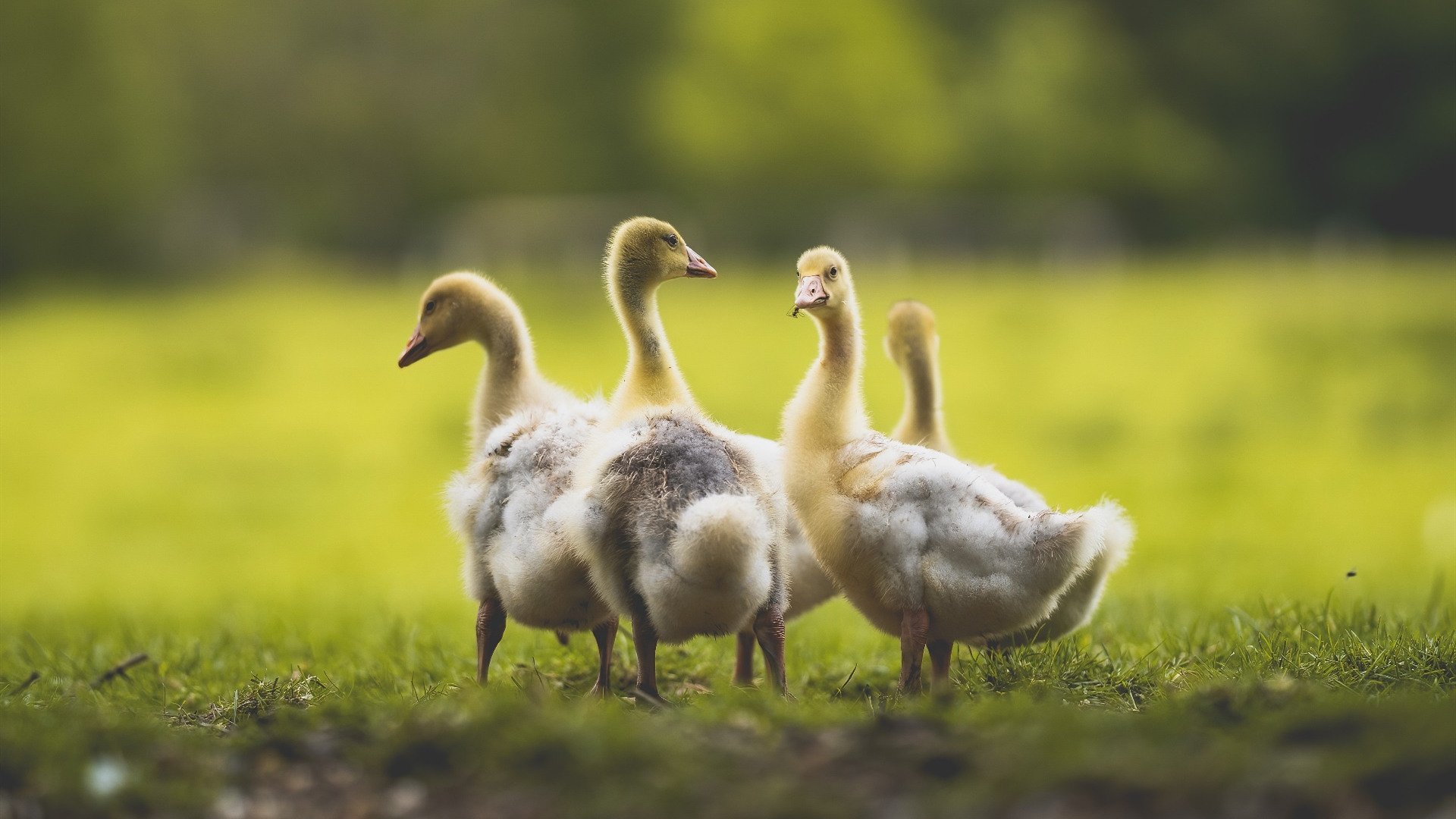 开云网页版登录入口-城市马拉松推广绿色出行理念，最美绿道马拉松宣传片解说词