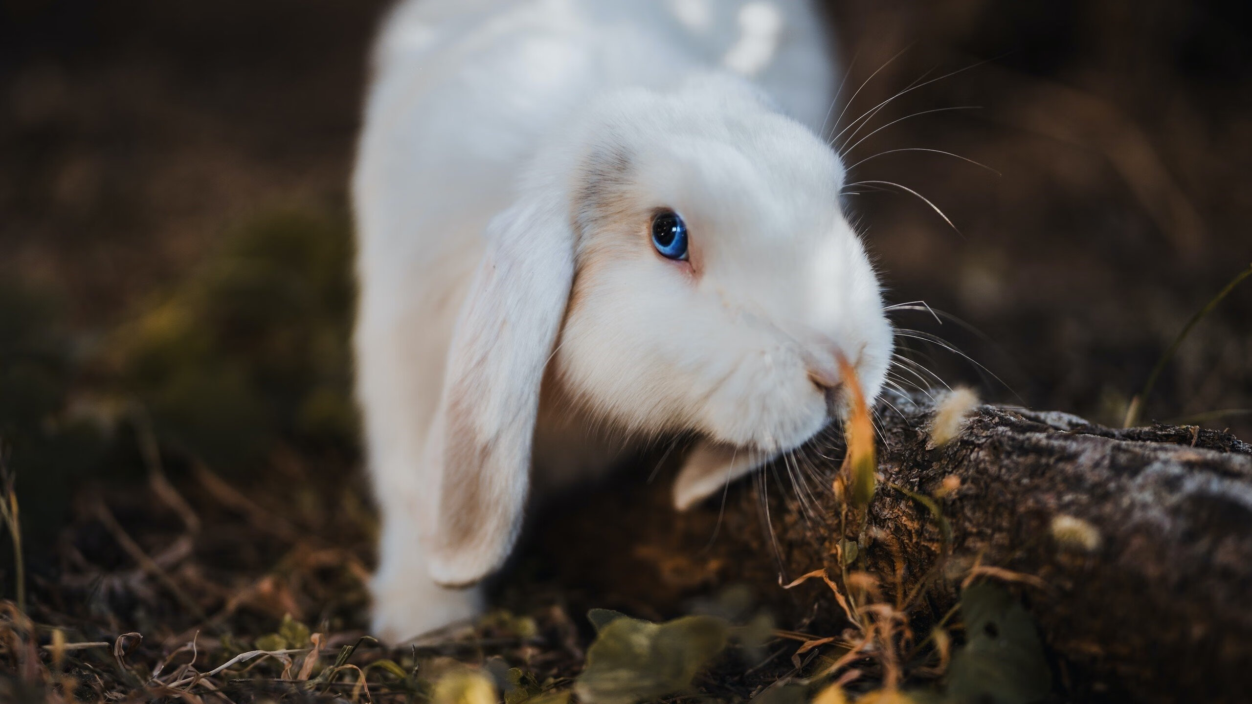 替补球员是否能快速适应比赛节奏变化，替补球员应从什么位置入场