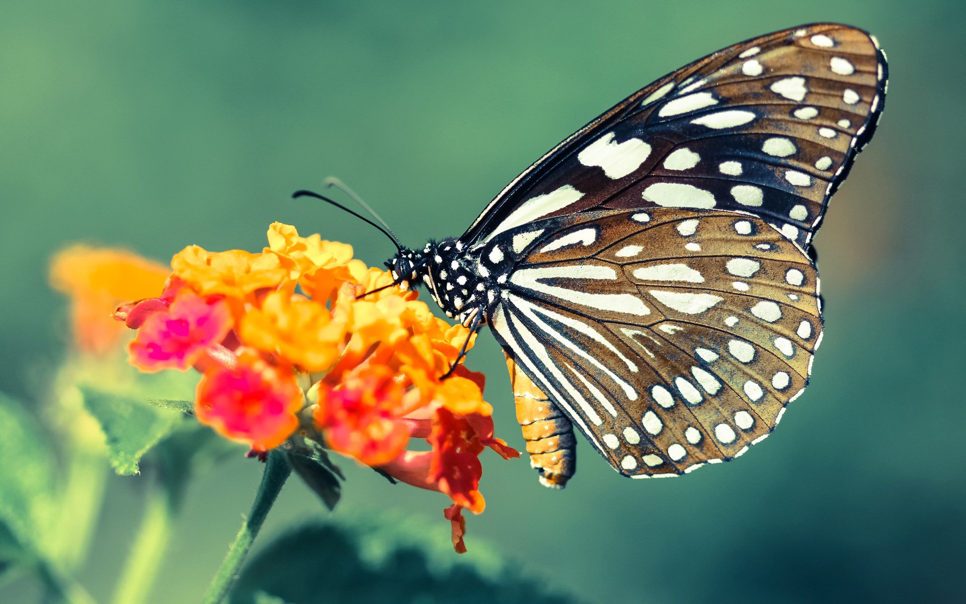 赛季中教练战术变革后场均进球变化趋势，教练技术犯规几次下场