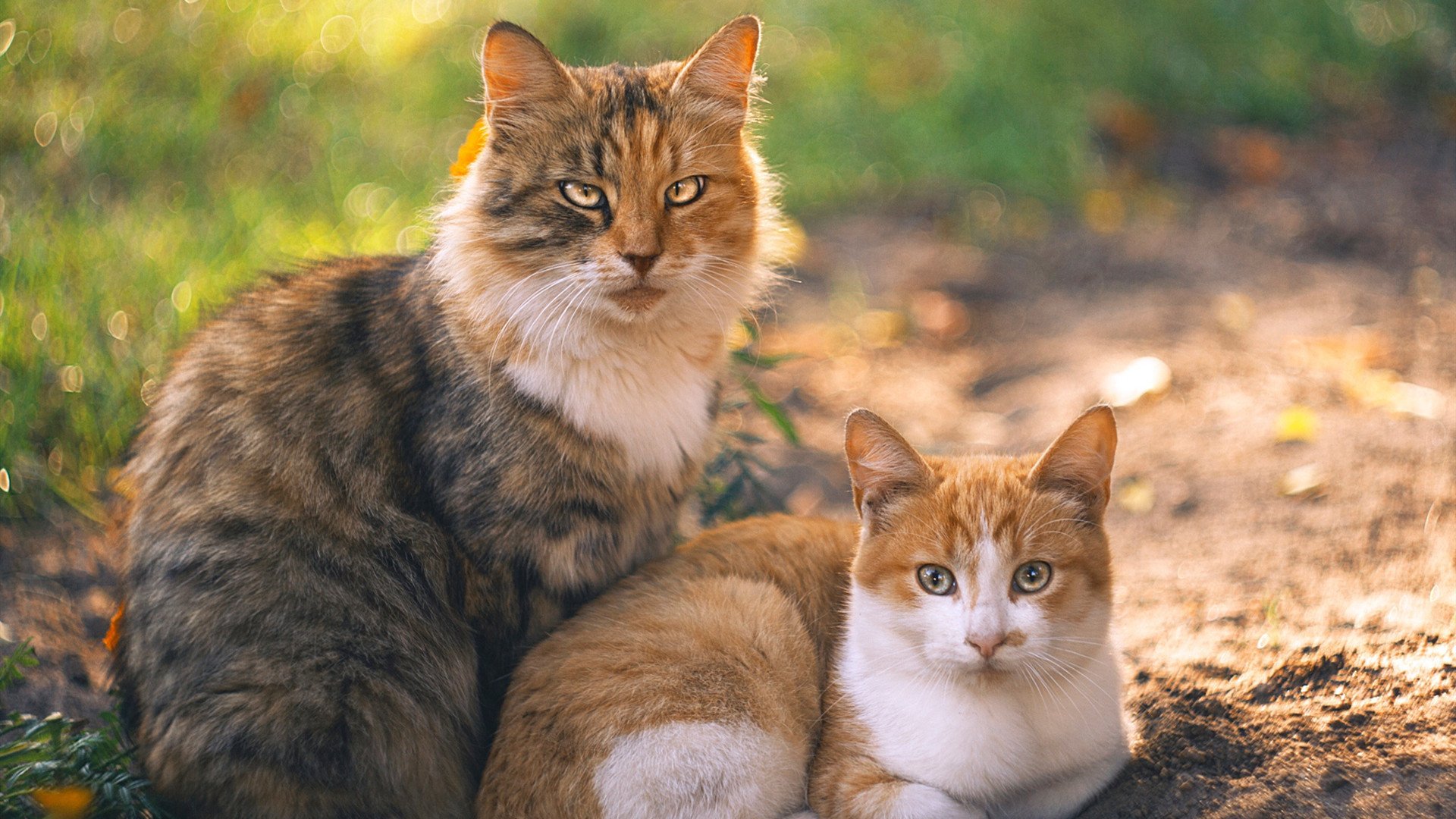 乔·莫伊:凭借强大的体力和防守能力,成为全黑队的核心前锋,乔乔莫伊斯