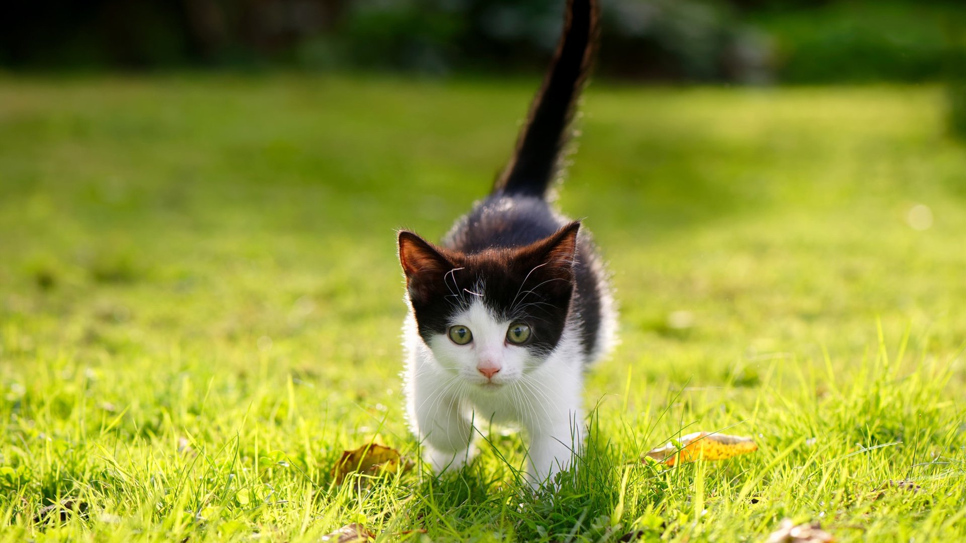 开云网页版登录入口-国王连续第三场得分突破一百一十分，国王六连败