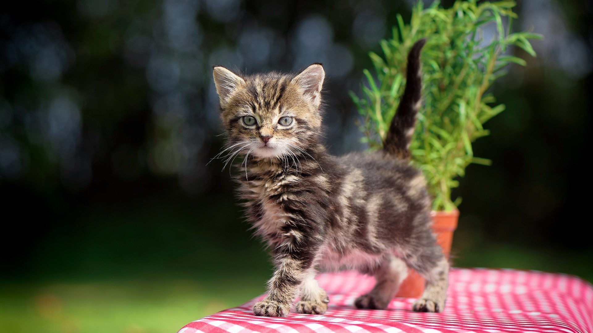 奇库诺娃蛙泳技术细腻,后程爆发力惊艳,库尼奇蛙