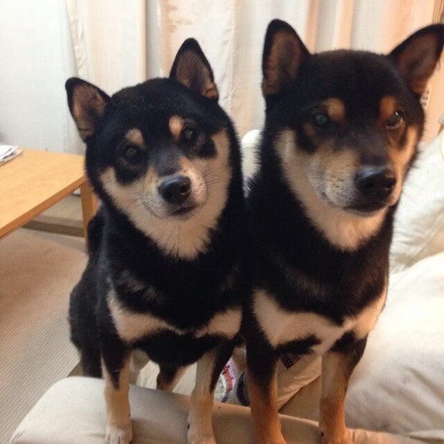 Kaiyun APP-奥康纳的传球节奏，带领袋鼠队构建高效进攻体系，奥康纳足球